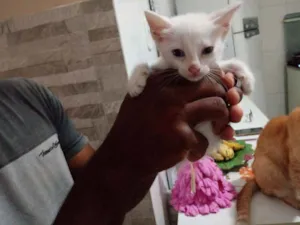 Gato raça Srd idade Abaixo de 2 meses nome Sem nome