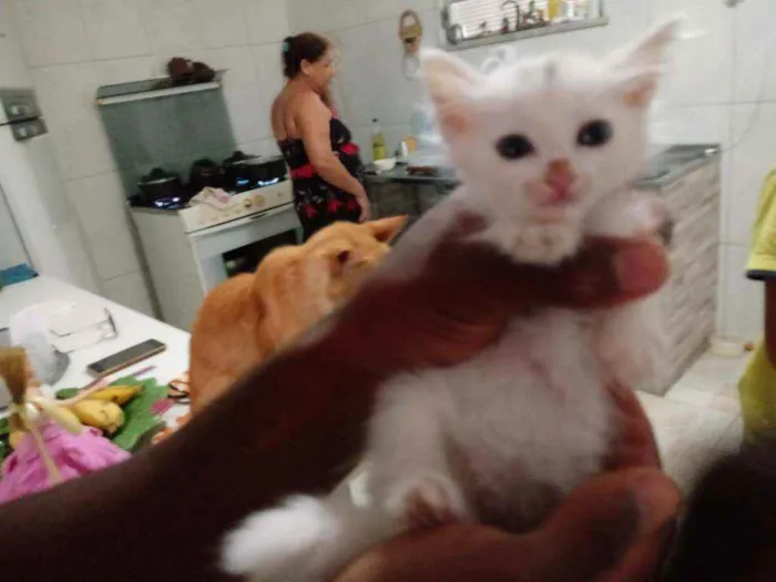 Gato raça Srd idade Abaixo de 2 meses nome Romeu