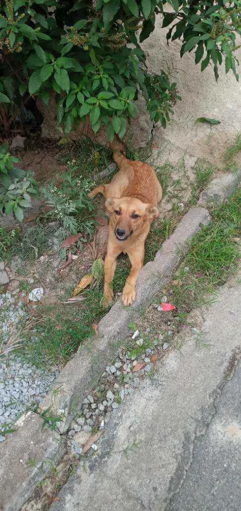 Cachorro ra a Vira lata  idade 1 ano nome Sem nome 