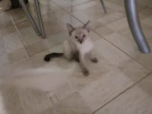 Gato raça Siamês idade 2 a 6 meses nome Simba