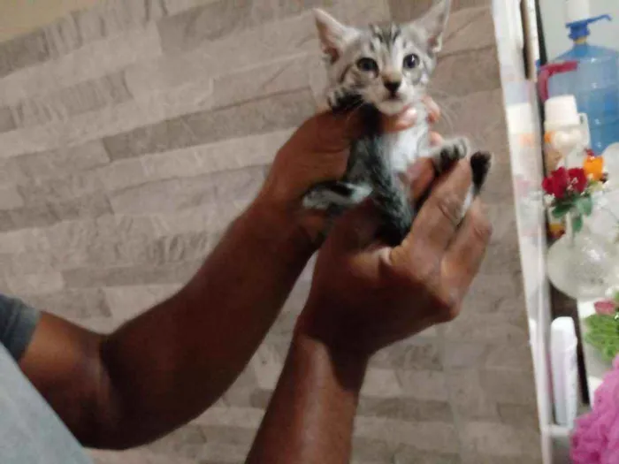 Gato raça Srd idade Abaixo de 2 meses nome Frida