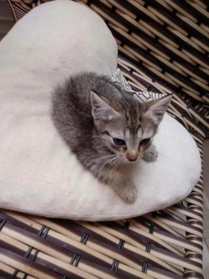 Gato raça Srd idade Abaixo de 2 meses nome Frida
