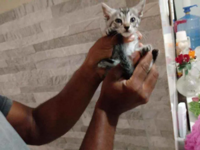 Gato raça Srd idade Abaixo de 2 meses nome Frida