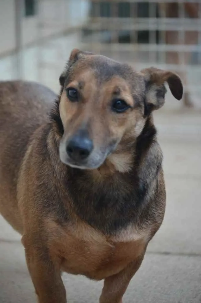 Cachorro ra a Linguicinha com vira lata  idade 3 anos nome Toby 