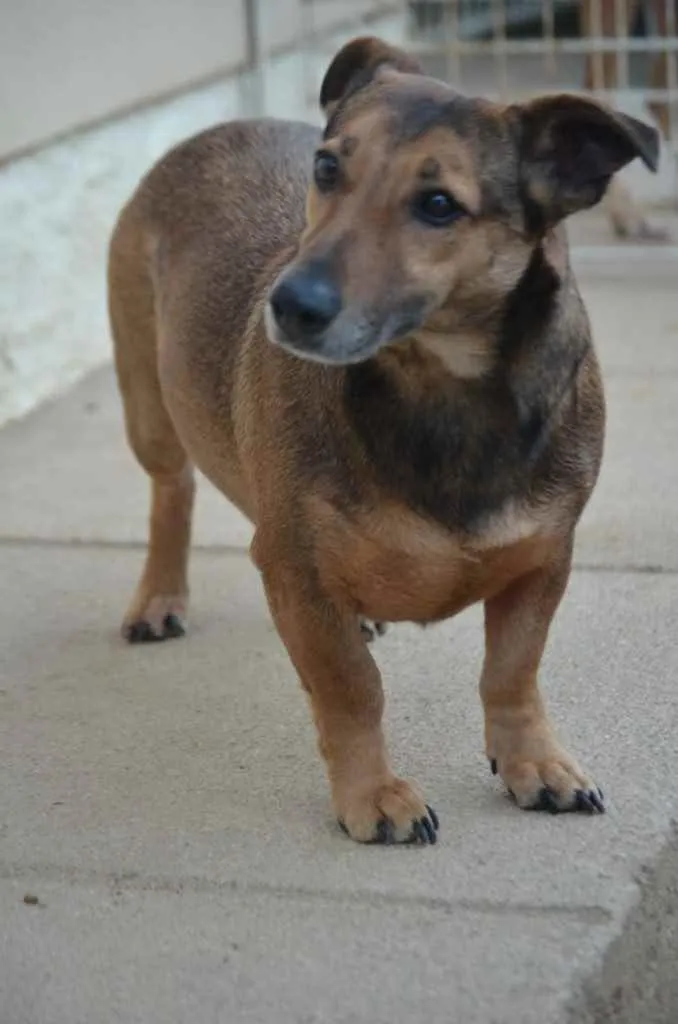 Cachorro ra a Linguicinha com vira lata  idade 3 anos nome Toby 