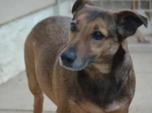 Cachorro raça Linguicinha com vira lata  idade 3 anos nome Toby 