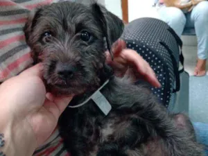 Cachorro raça SRD idade 2 a 6 meses nome Dengoso