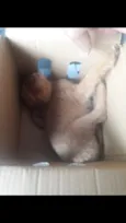 não tem