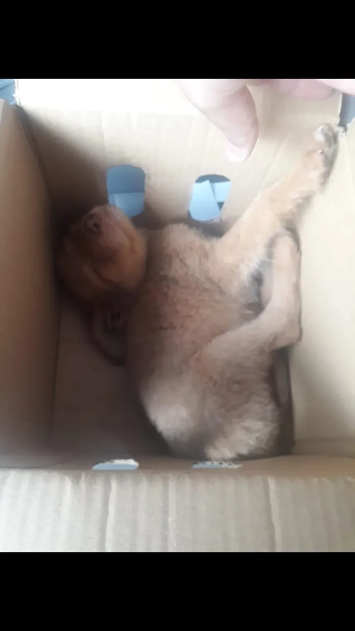 Cachorro ra a SRD-ViraLata idade 2 a 6 meses nome não tem