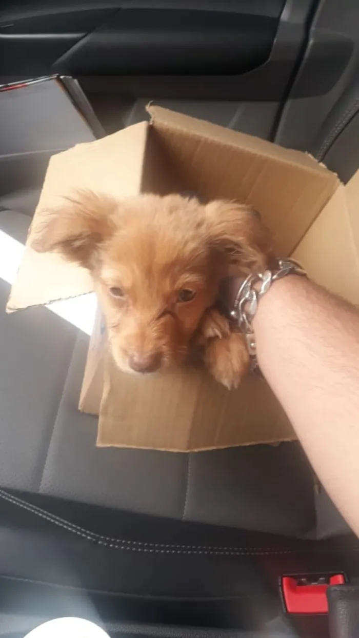 Cachorro ra a SRD-ViraLata idade 2 a 6 meses nome não tem