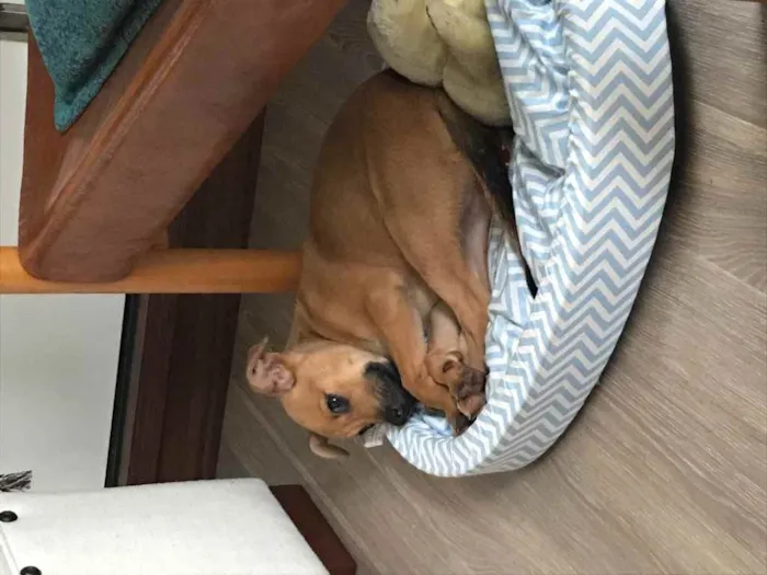Cachorro ra a Vira lata idade 2 a 6 meses nome Piggy