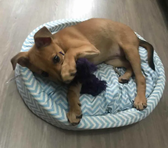 Cachorro ra a Vira lata idade 2 a 6 meses nome Piggy