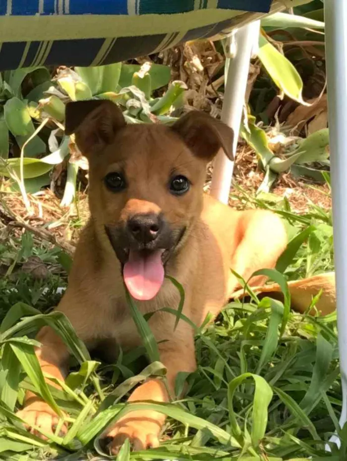 Cachorro ra a Vira lata idade 2 a 6 meses nome Piggy