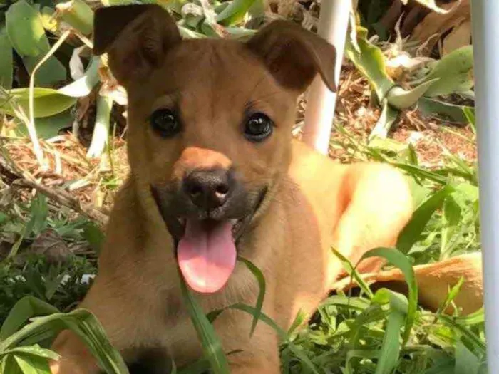 Cachorro ra a Vira lata idade 2 a 6 meses nome Piggy