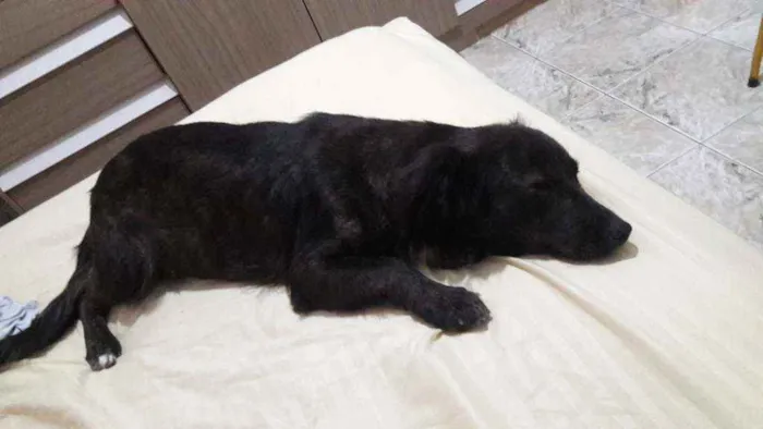Cachorro ra a Idefinido idade 2 anos nome Isa