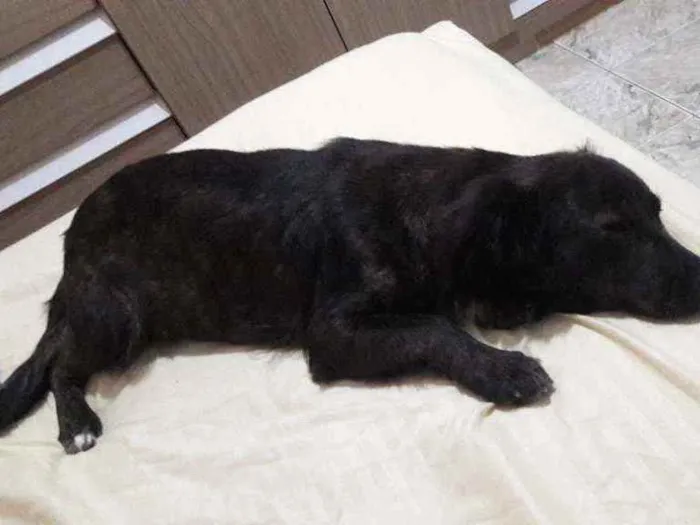 Cachorro ra a Idefinido idade 2 anos nome Isa