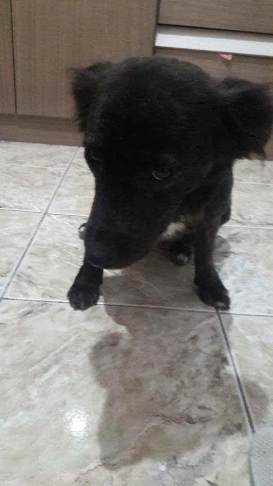 Cachorro ra a Idefinido idade 2 anos nome Isa