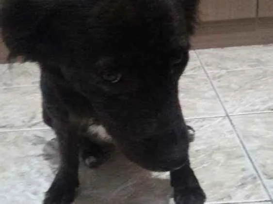 Cachorro ra a Idefinido idade 2 anos nome Isa