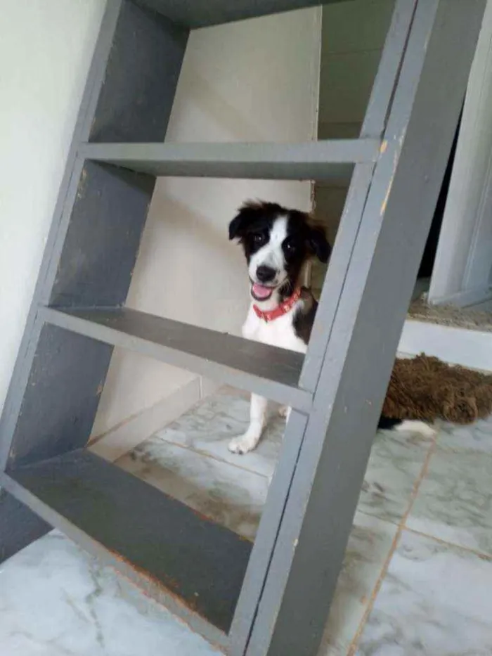 Cachorro ra a Poodle mestiço  idade 2 a 6 meses nome Ralf