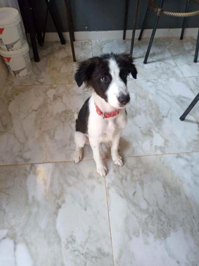 Cachorro ra a Poodle mestiço  idade 2 a 6 meses nome Ralf