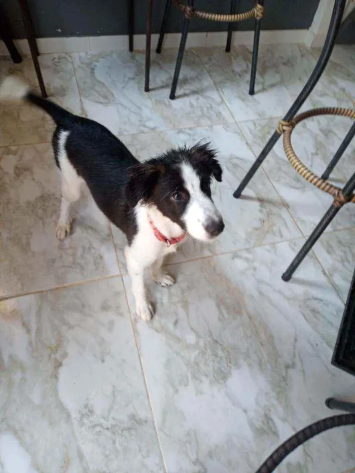 Cachorro ra a Poodle mestiço  idade 2 a 6 meses nome Ralf