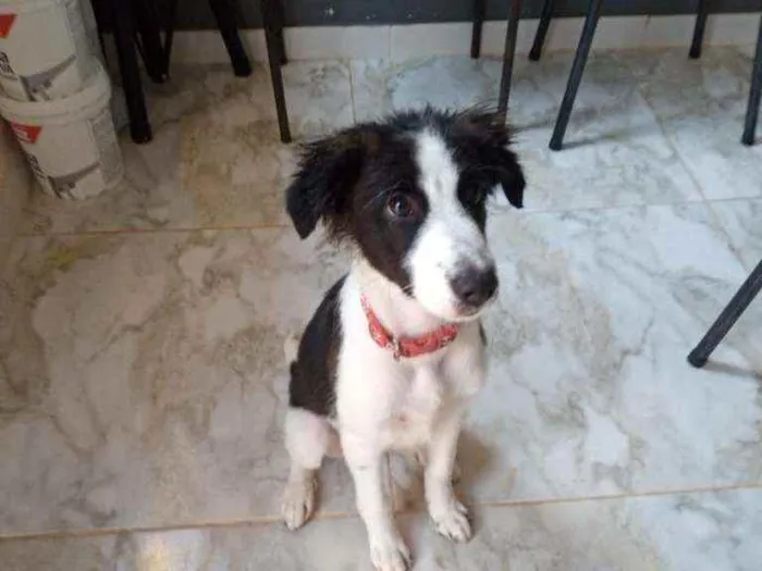 Cachorro ra a Poodle mestiço  idade 2 a 6 meses nome Ralf