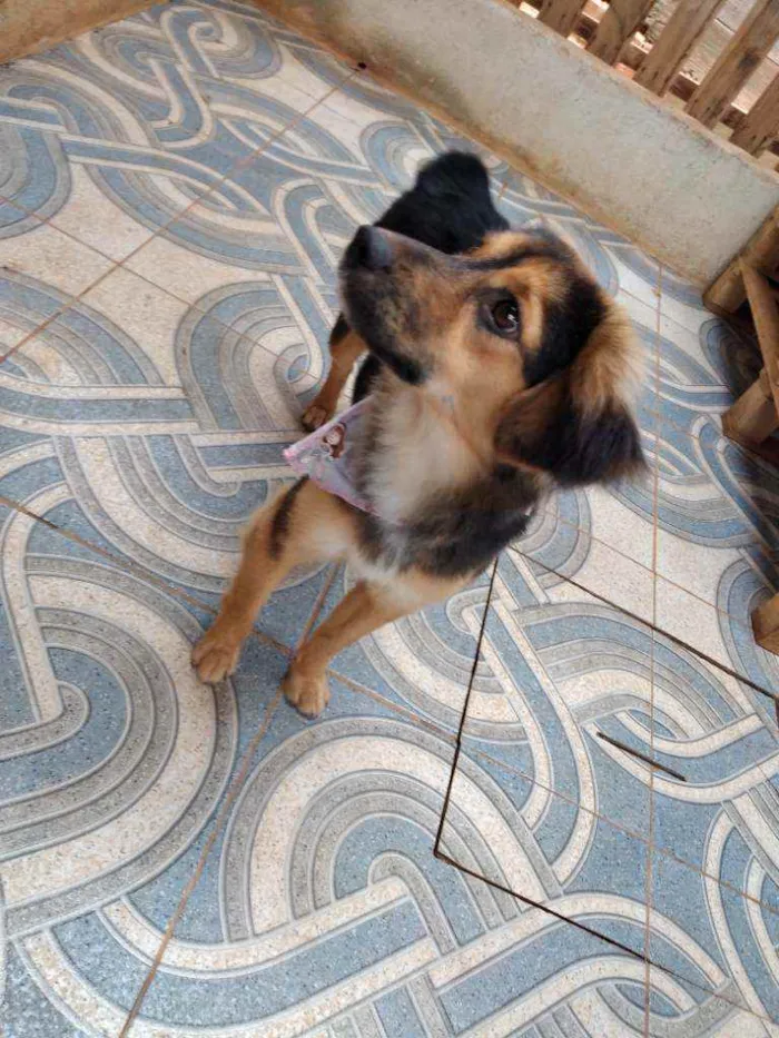 Cachorro ra a SRD idade 7 a 11 meses nome Bolinha