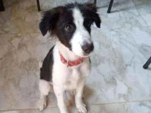 Cachorro raça Poodle mestiço  idade 2 a 6 meses nome Ralf