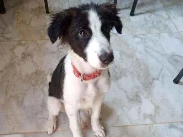 Cachorro ra a Poodle mestiço  idade 2 a 6 meses nome Ralf