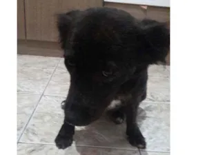 Cachorro raça Idefinido idade 2 anos nome Isa