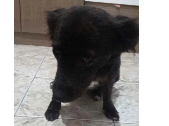 Cachorro ra a Idefinido idade 2 anos nome Isa