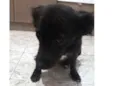 Isa