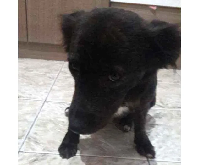 Cachorro ra a Idefinido idade 2 anos nome Isa