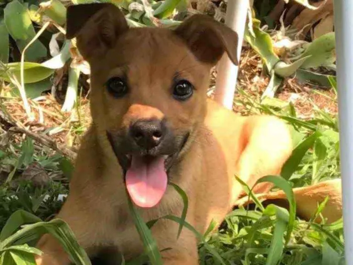 Cachorro ra a Vira lata idade 2 a 6 meses nome Piggy