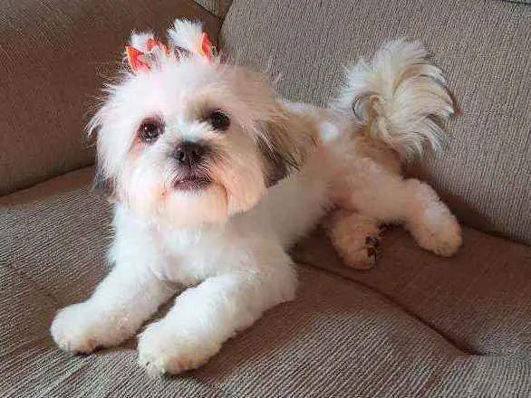 Cachorro ra a Lhasa apso  idade 2 a 6 meses nome LUNA 