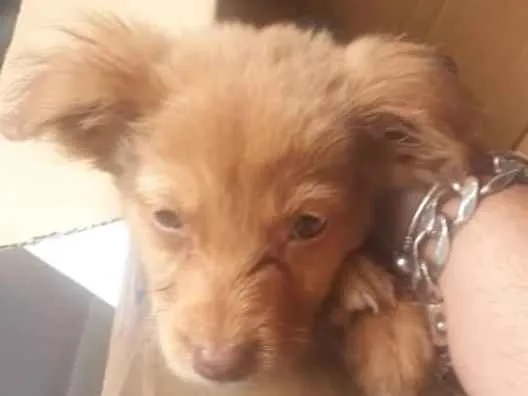 Cachorro ra a SRD-ViraLata idade 2 a 6 meses nome não tem