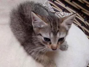 Gato raça Srd idade Abaixo de 2 meses nome Frida