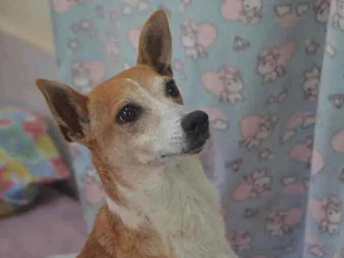 Cachorro ra a Fox Paulistinha  idade 2 anos nome Suzi