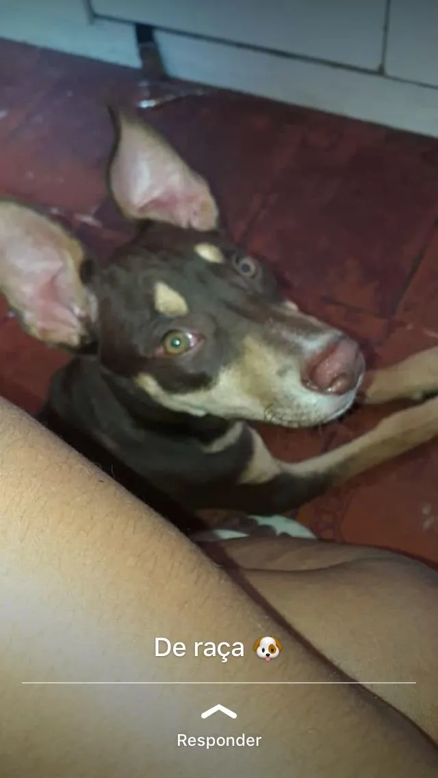 Cachorro ra a pitbull com vira-lata idade 2 a 6 meses nome moreninho