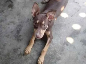 Cachorro raça pitbull com vira-lata idade 2 a 6 meses nome moreninho