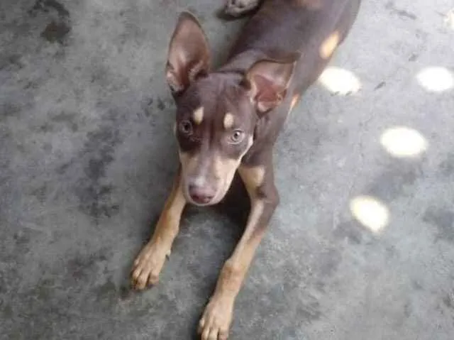 Cachorro ra a pitbull com vira-lata idade 2 a 6 meses nome moreninho