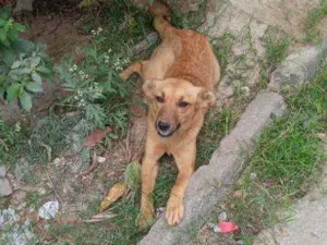 Cachorro raça Vira lata  idade 1 ano nome Sem nome 