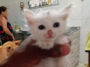 Gato raça Srd idade Abaixo de 2 meses nome Romeu