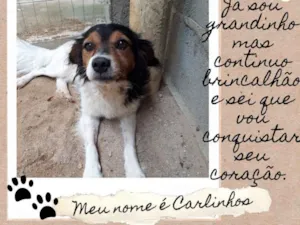 Cachorro raça  idade 4 anos nome Carlinhos 