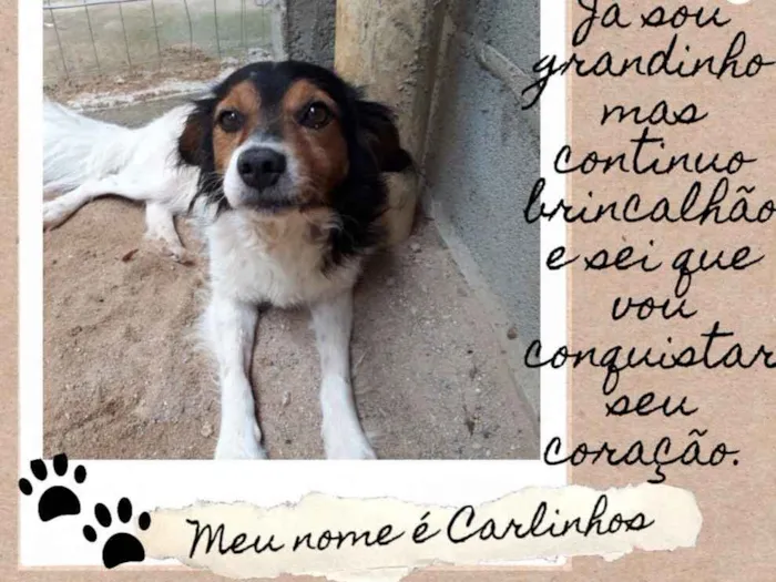Cachorro ra a  idade 4 anos nome Carlinhos 