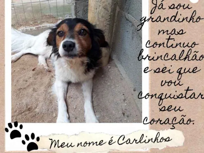 Cachorro ra a  idade 4 anos nome Carlinhos 