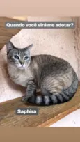Saphira