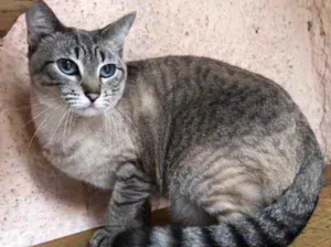 Gato raça Srd idade 1 ano nome Saphira 