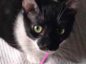 Gato raça Srd idade 1 ano nome Elle