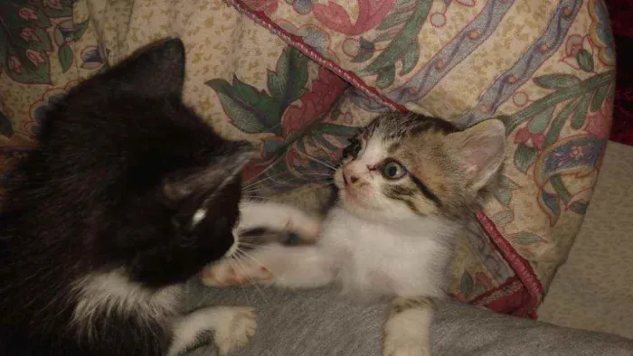 Gato ra a  idade Abaixo de 2 meses nome Sem nome
